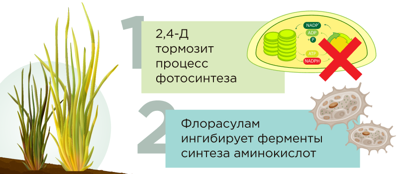 Механизм действия Алтаир