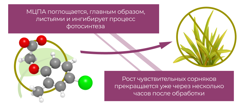 Механизм действия Гербикс