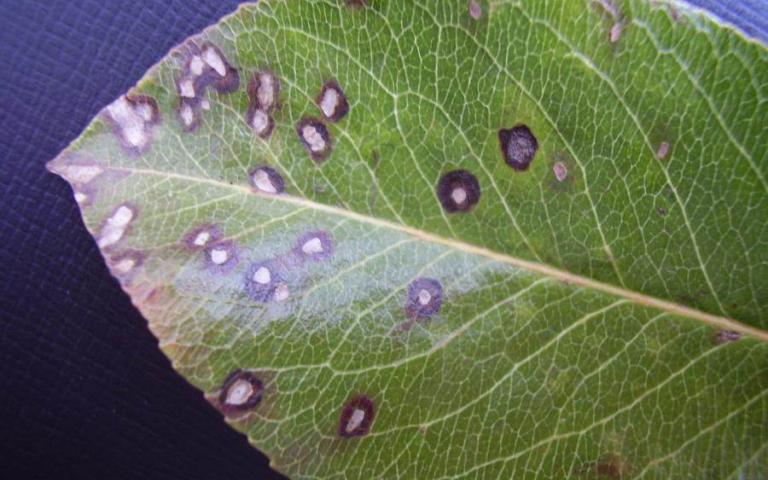 Септориоз груши - Septoria piricola Desm., телеоморфа – Mycosphaerella sentina Schroet (= Mycosphaerella pyri (Auersw.) Boerema)