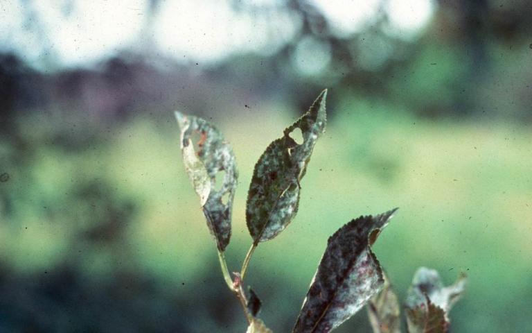 Мучнистая роса яблони - Podosphaera leucotricha Salm (анаморфа - Oidium farinosum)