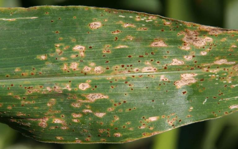 Ржавчина кукурузы - Puccinia sorghi Schw. (= P.maydis Ber.)