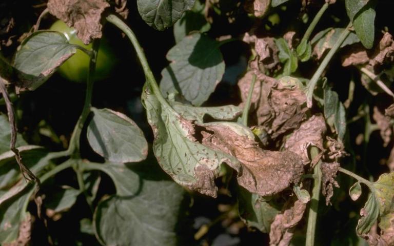 Черная бактериальная пятнистость томата - Xanthomonas campestris pv. vesicatoria (Doide) Dy (=Xanthomonas vesicatoria Xv.)