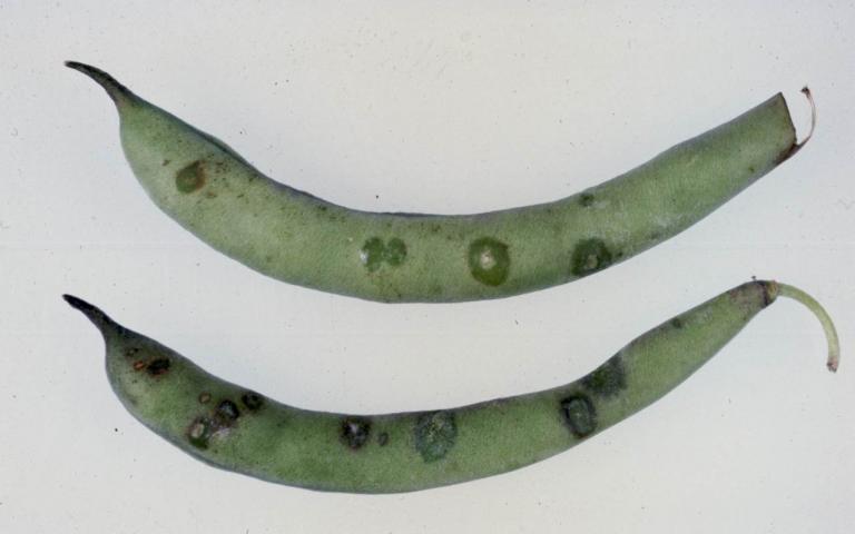 Угловатая бактериальная пятнистость фасоли - Pseudomonas syringae pv. phaseolicola (Burkholder) Young et al. (=Phytomonas medicaginis var. phaseolicola Burkholder; = Ph. puerariae (Hedges)  Bergey et al.; = Bacterium medicaginis var. phaseolicola (Burkholder) Link and Hull; = В. pueratiae Hedges ;= Pseudomonas medicaginis var. phaseolicola (Burkholder) Stapp and Kotte; = P. phaseolicola (Burkholder) Dowson; = Xanthomonas medicaginis var. phaseolicola Burkholder)
