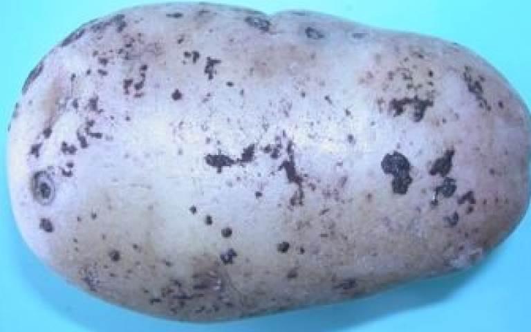 Ризоктониоз - Thanatephorus cucumeris (A.B. Frank) Donk. (=Rhizoctonia solani J.G. Kuhn)