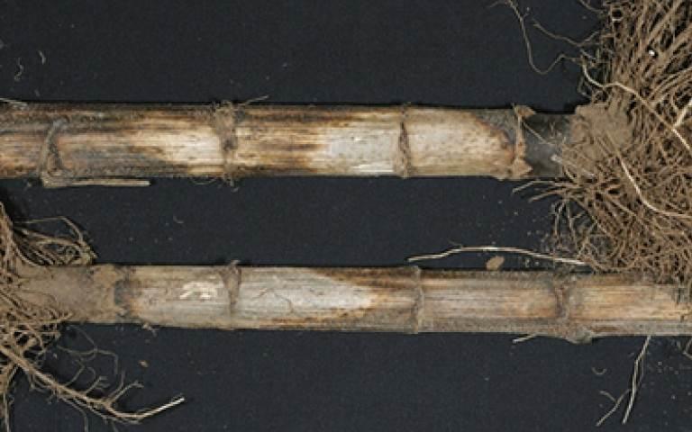 Пепельная гниль подсолнечника - Macrophomina phaseolina (Tassi) Goid.(=Sclerotium bataticolaTaubenh.)
