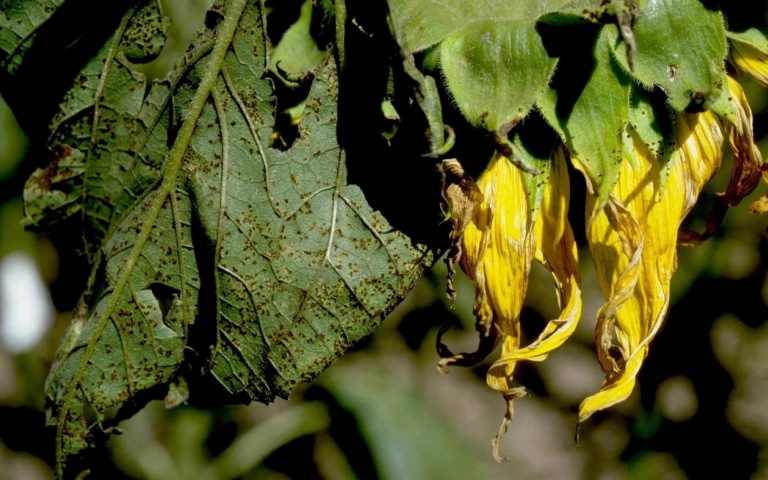 Ржавчина подсолнечника - Puccinia helianthi Schwein