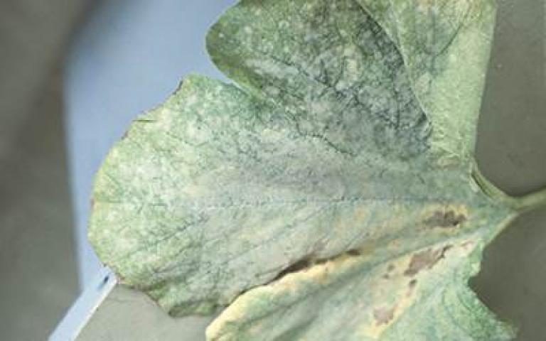 Мучнистая роса подсолнечника - Erysiphe cichoracearum f. helianthi Jacz.и Leveillula compositarum f. helianthi Golovin., Sphaerotheca fuliginea