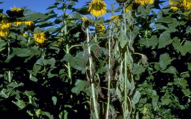 Белая гниль подсолнечника - Sclerotinia sclerotiorum (Lib) de Вагу (=Sclerotinia libertiana Fuckel. Whetzelinia sclerotiorum Krof. Dumont)
