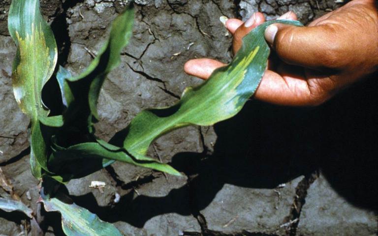 Склероспороз кукурузы - Sclerospora spp.