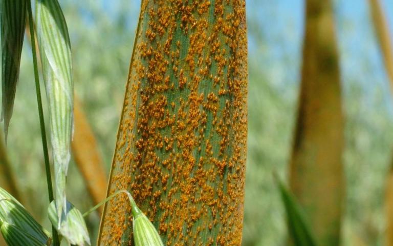 Корончатая ржавчина овса - Puccinia coronata Corda. ( = Puccinia coronifera)