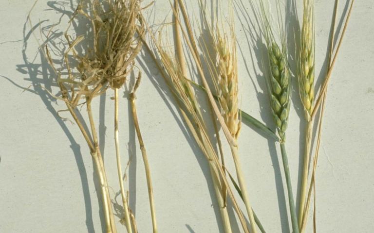Церкоспореллез злаковых культур - Pseudocercosporella herpotrichoides (Fron) Deighton. . (= Cercоsporella herpotrichoides)