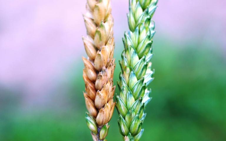 Фузариоз колоса - Fusarium spp. Fusarium graminearum Schwabe(= Gibberella zeae (Schwein.) Petch), F. avenaceum (Fr.) Sacc. (=Gibberella avenacea R.J. Cook), F. poae (Peck) Wollenw., F. sporotrichioides Sherb., F. culmorum (W.G. Sm.) Sacc.