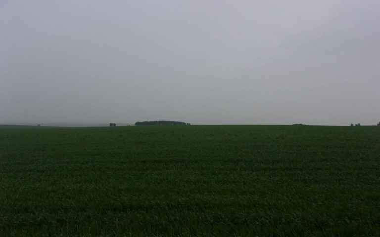Пшеница яровая