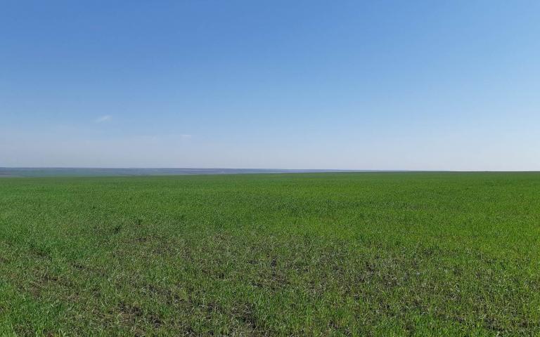 Пшеница озимая