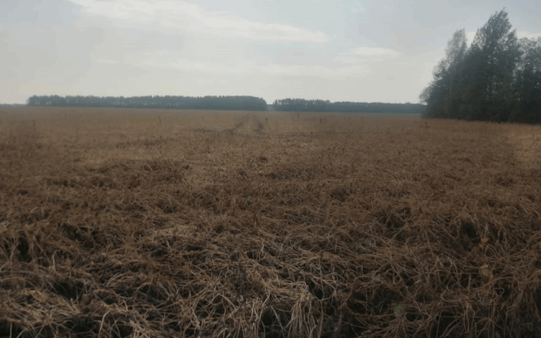 Соя культурная