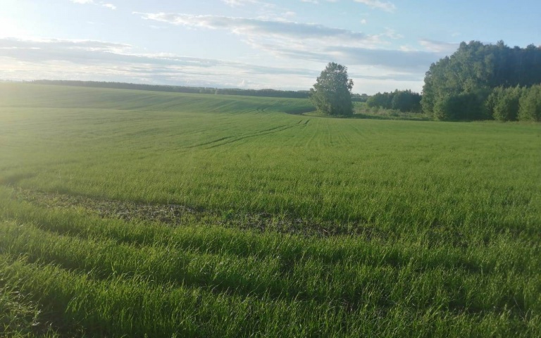 Пшеница яровая