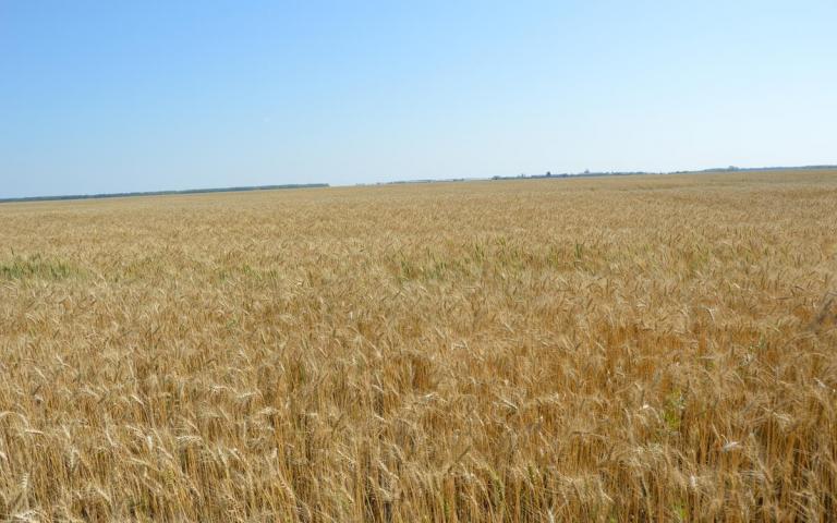 Пшеница яровая