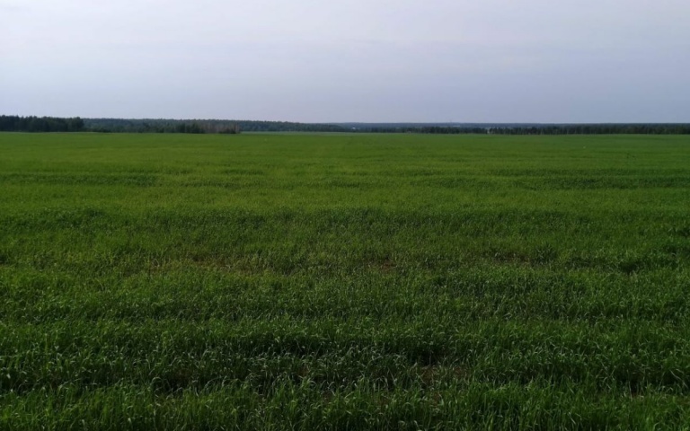 Пшеница яровая