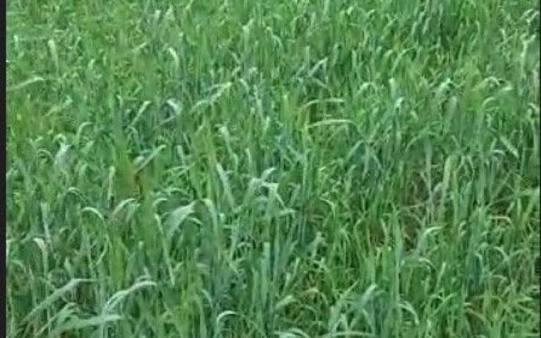 Пшеница яровая